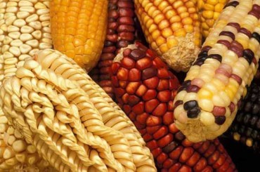 corn_diversity